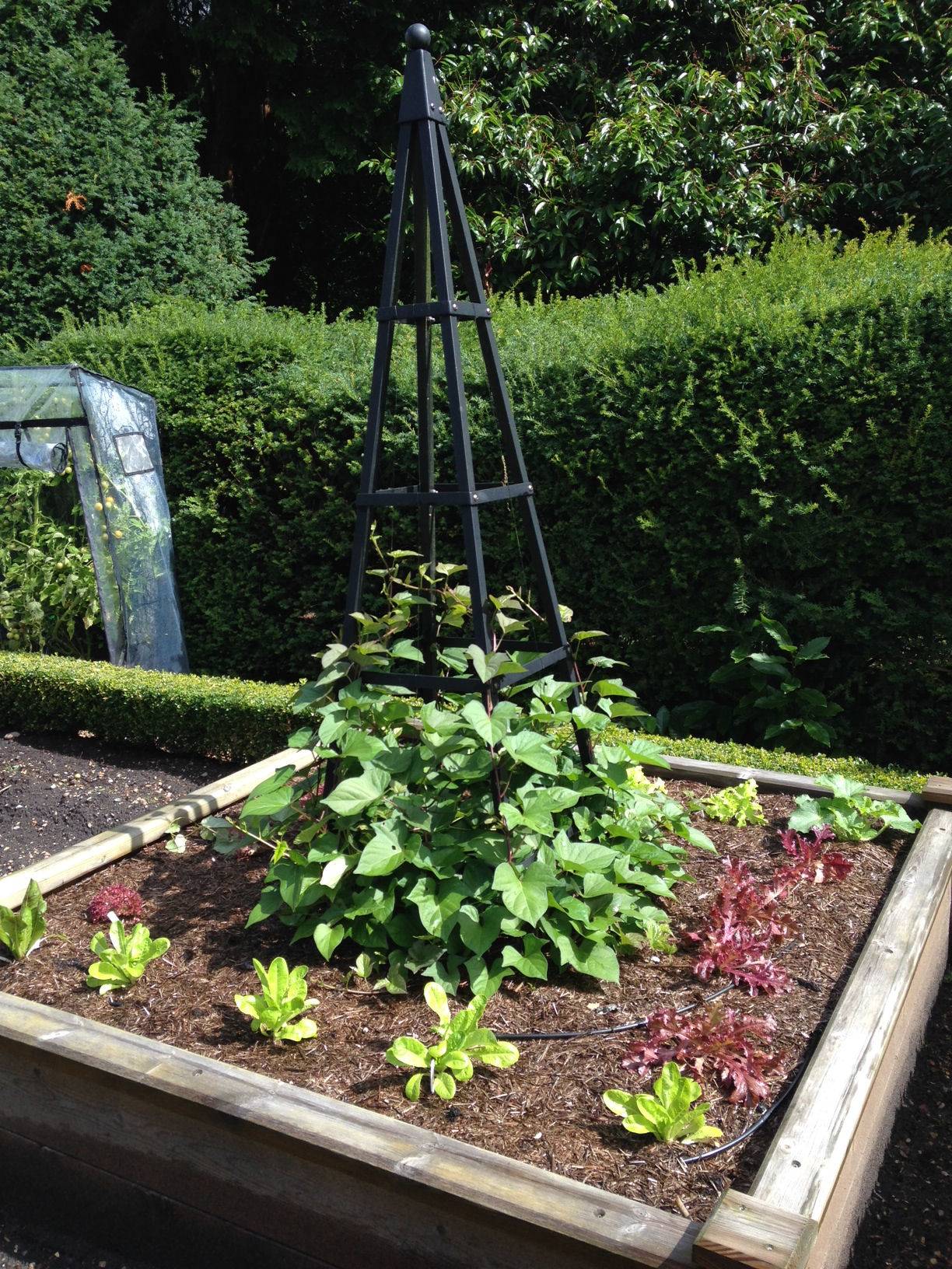 Sweet Potato and Obelisk